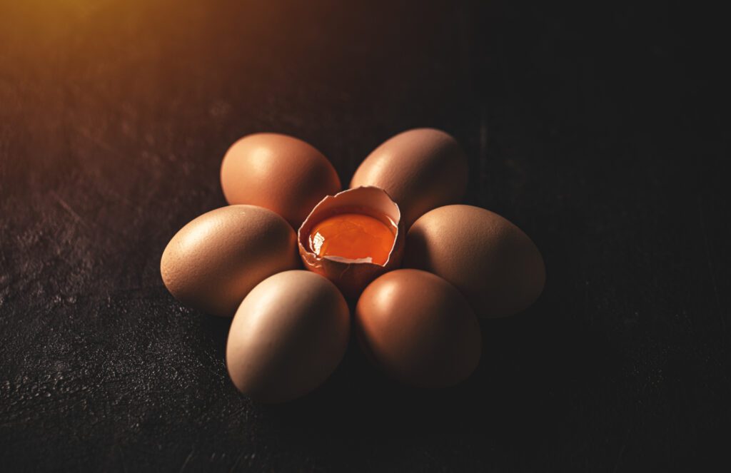 Ilustrasi Telur Ayam Moeladipm Berkualitas Tinggi